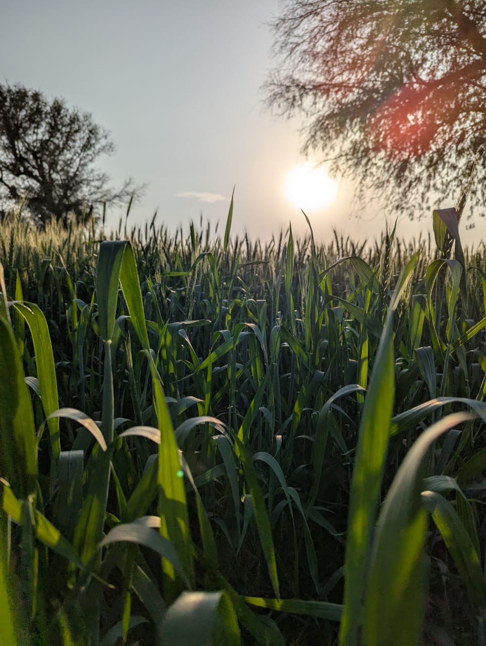 Basant Farms photo 1