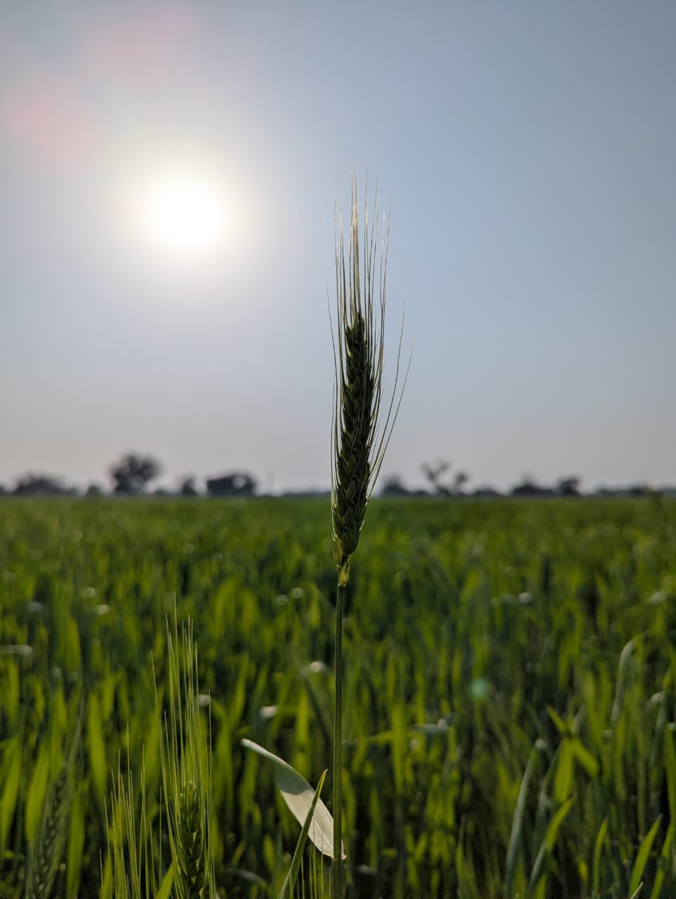 Basant Farms photo 2