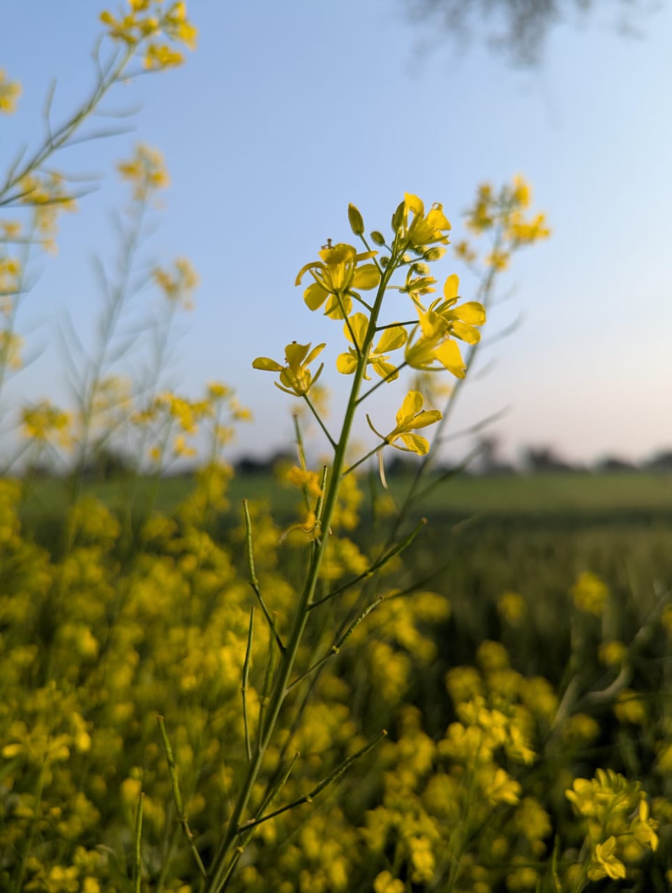 Basant Farms photo 3