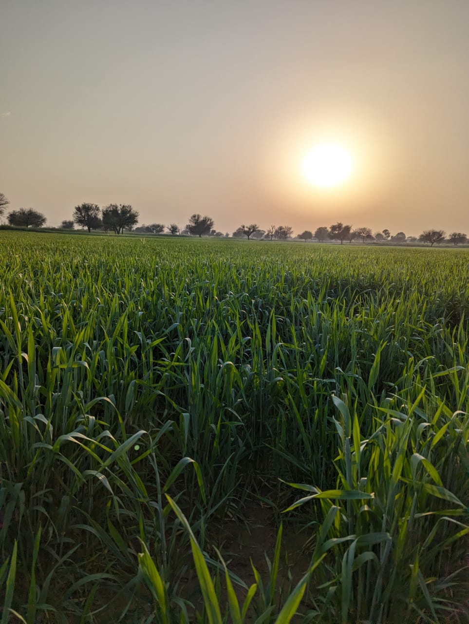 Basant Farms photo 4