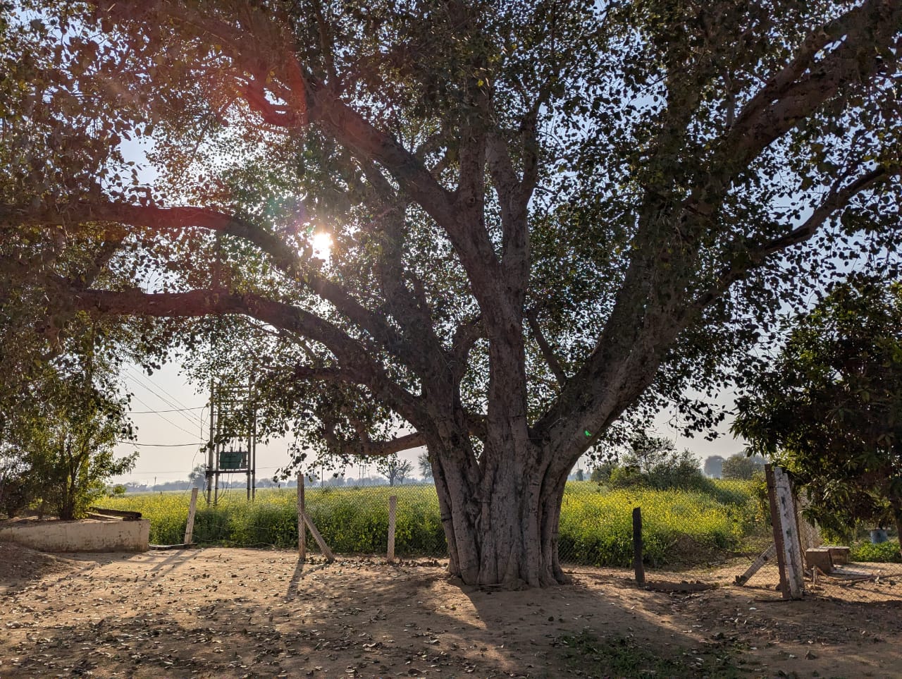 Basant Farms photo 5